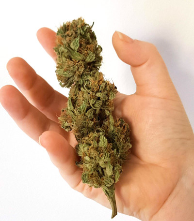 Семена сорта Girl Scout Cookies Auto fem (Nirvana Seeds) — изображение 3