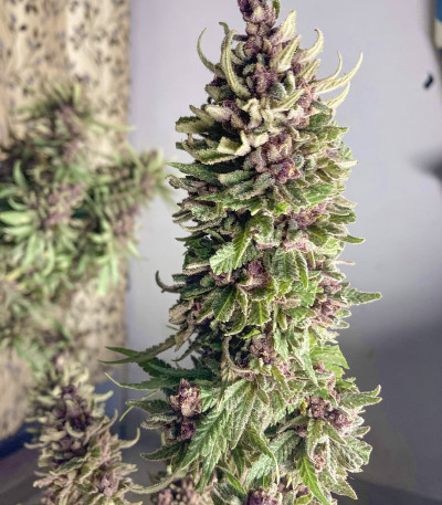 Семена сорта Girl Scout Cookies Auto fem (Nirvana Seeds) — изображение 4