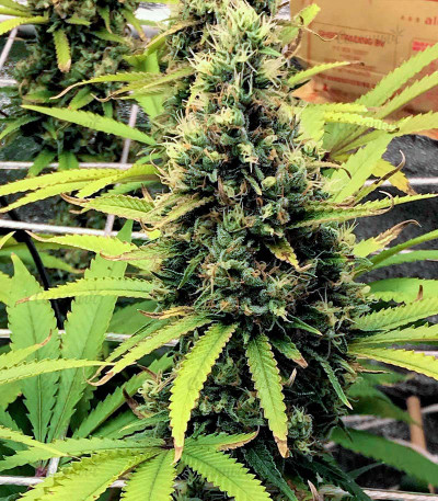 Godzilla Glue #4 fem (Herbies Seeds) — изображение 2