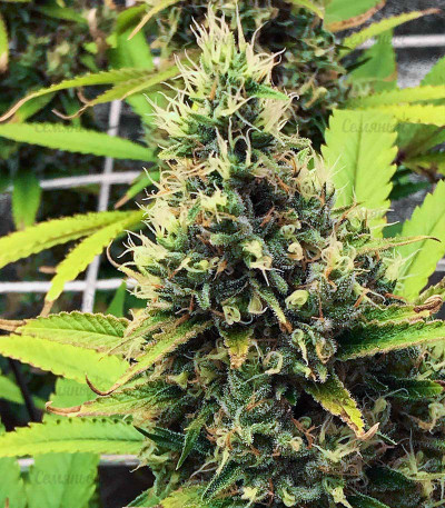 Godzilla Glue #4 fem (Herbies Seeds) — изображение 3