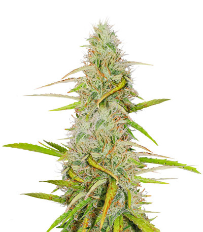 Семена сорта Girl Scout Cookies Auto fem (Nirvana Seeds)