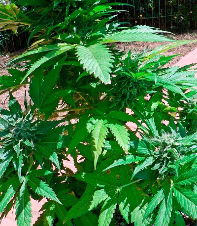 Семена сорта Ice regular (Nirvana Seeds) — изображение 2