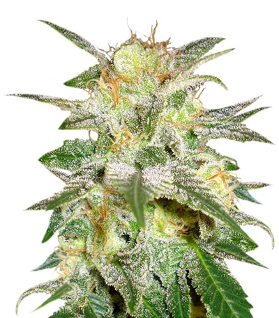 Семена сорта New York 47 fem (World of Seeds)