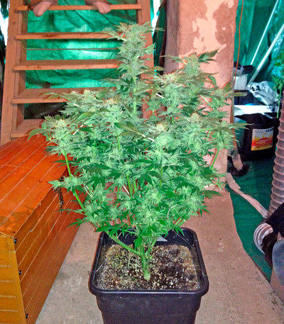 Семена сорта New York 47 fem (World of Seeds) — изображение 3