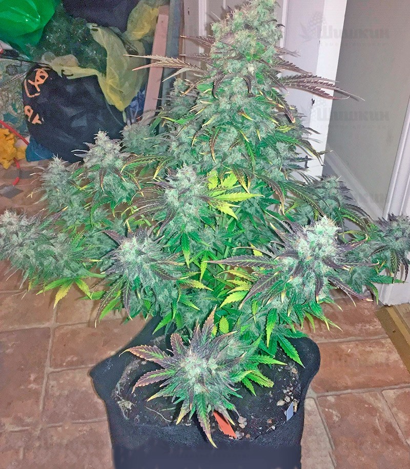 Семена сорта Northern Lights x Big Bud Auto fem (World of Seeds) — изображение 2