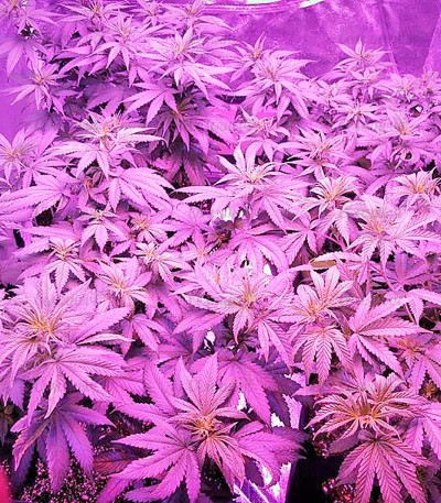 Northern Lights fem (Nirvana Seeds) — изображение 2