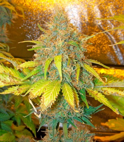 Семена сорта Pure Power Plant fem (Nirvana Seeds) — изображение 3