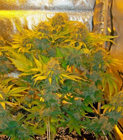 Семена сорта Pure Power Plant fem (Nirvana Seeds) — изображение 2
