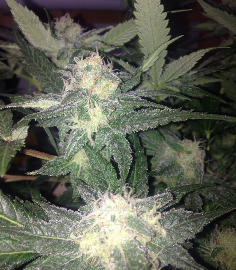 Семена сорта Red Leicester Tease fem (Dr. Krippling Seeds) — изображение 4
