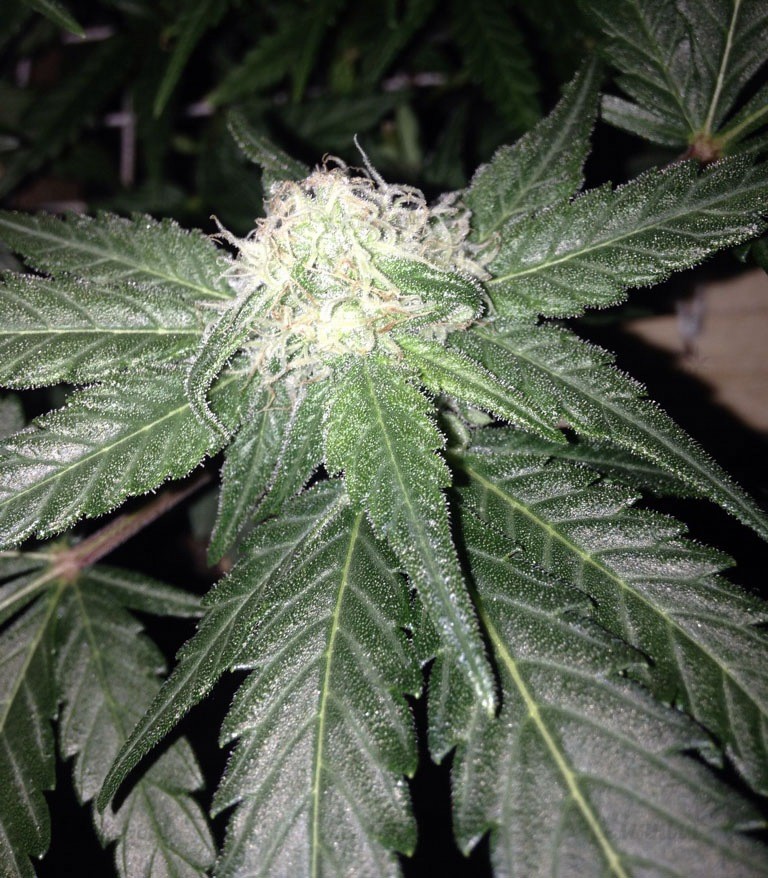 Семена сорта Red Leicester Tease fem (Dr. Krippling Seeds) — изображение 3