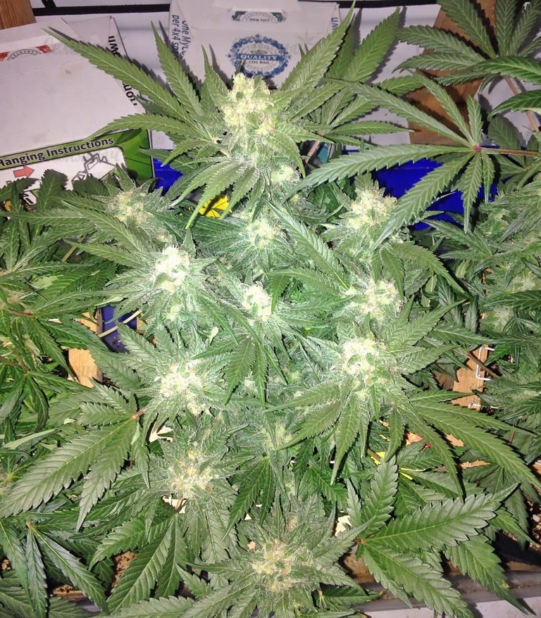 Семена сорта Red Leicester Tease fem (Dr. Krippling Seeds) — изображение 2