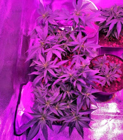 Семена сорта Sweet Critical fem (00 Seeds) — изображение 2
