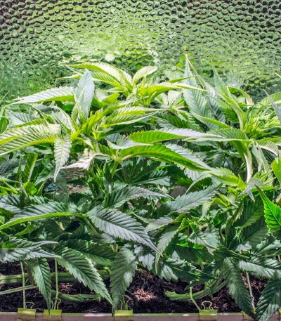 Семена сорта Sweet Soma fem (00 Seeds) — изображение 2