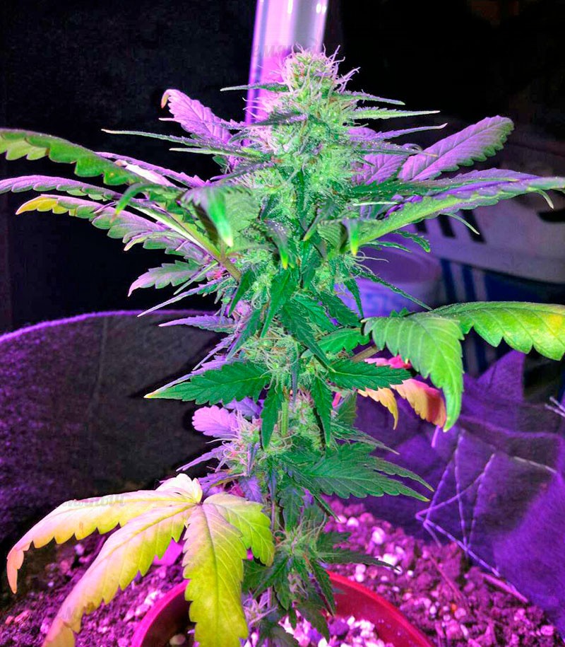 Семена сорта Amnesia fem (World of Seeds) — изображение 3