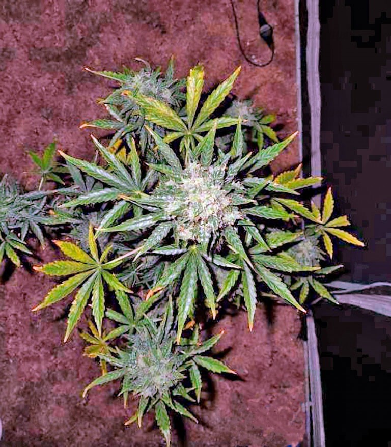 Семена сорта Fast Bud Auto fem (Sweet Seeds) — изображение 3