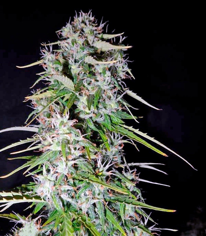 Семена сорта Fast Bud Auto fem (Sweet Seeds) — изображение 2