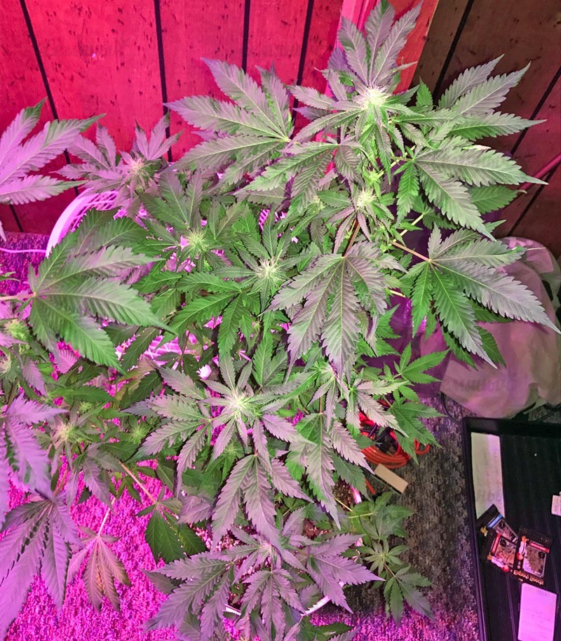 Семена сорта Ketama fem (World of Seeds) — изображение 5