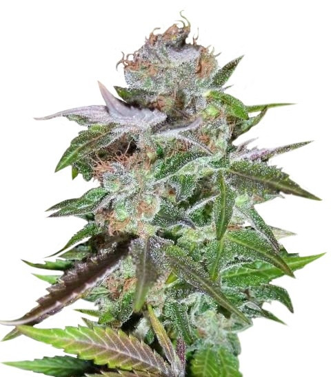 Семена сорта Ice regular (Nirvana Seeds)