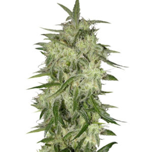 Семена сорта Lemon OG Haze Automatic fem (Nirvana Seeds)