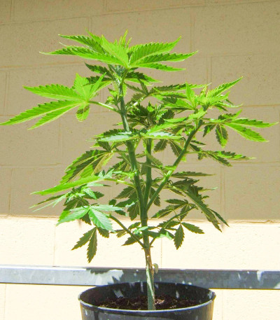 AK Kush Express fem (Kalashnikov Seeds) семена конопли — изображение 4