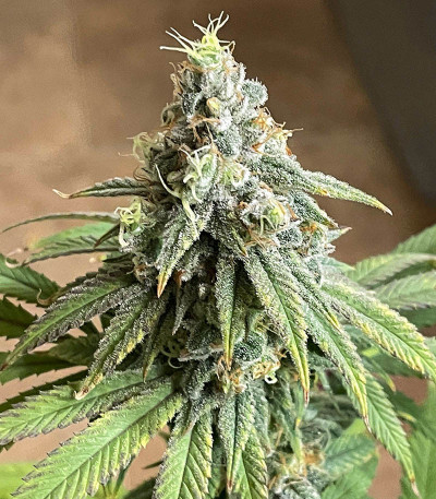 AK Kush Express fem (Kalashnikov Seeds) семена конопли — изображение 5