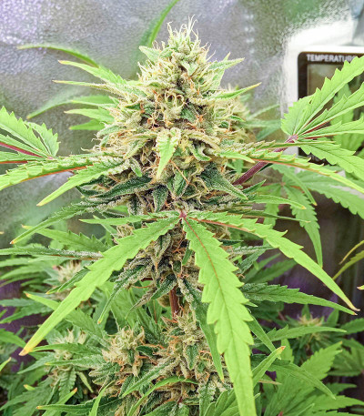AK Kush Express fem (Kalashnikov Seeds) семена конопли — изображение 3