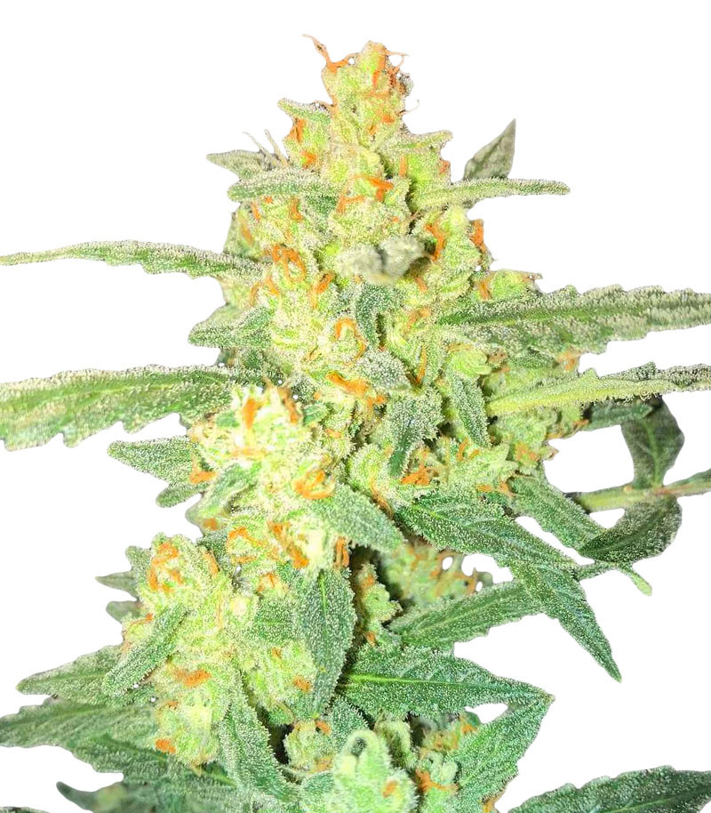 AK Kush Express fem (Kalashnikov Seeds) семена конопли