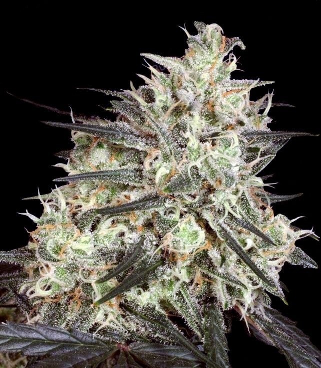 Семена сорта Atomical Haze fem (Paradise Seeds) — изображение 2