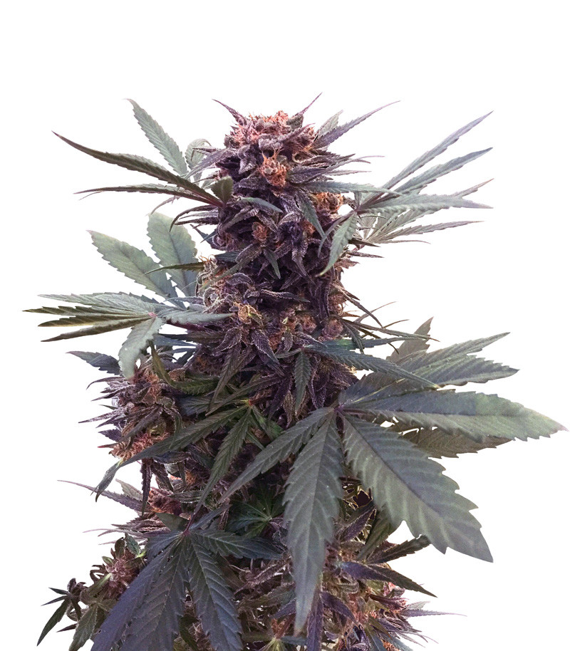 Babushka Black Auto fem (Kalashnikov Seeds) семена конопли