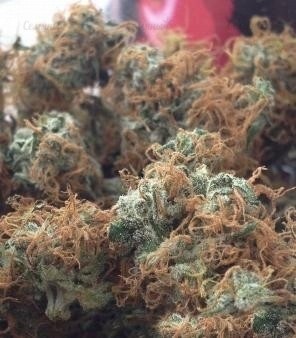 Bubblegum XL fem (RQS) семена конопли — изображение 2
