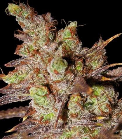 Choco Bud fem (Vision Seeds) семена конопли — изображение 2