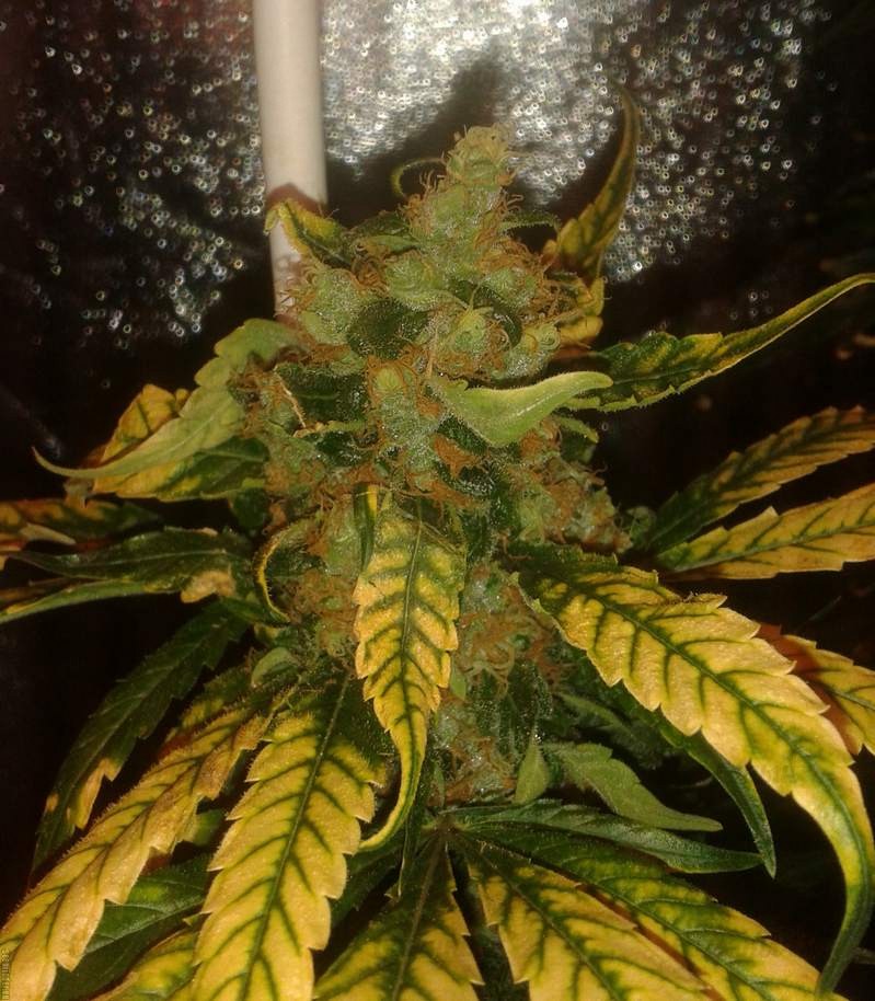 Choco Bud fem (Vision Seeds) семена конопли — изображение 3