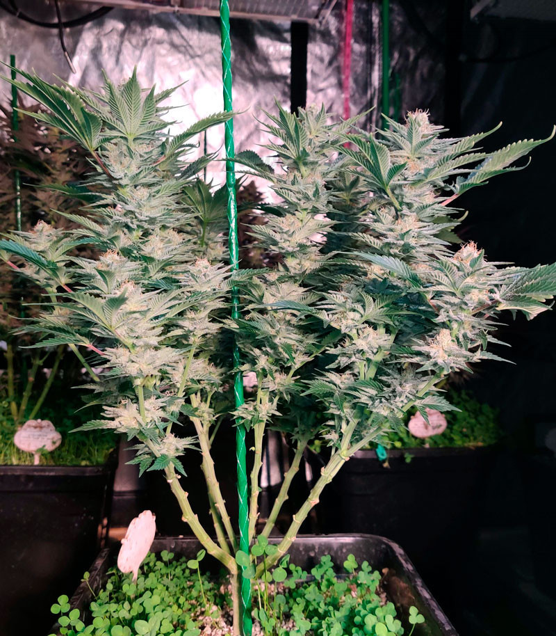 Семена сорта Monster Zkittles fem (Monster Genetics) — изображение 3