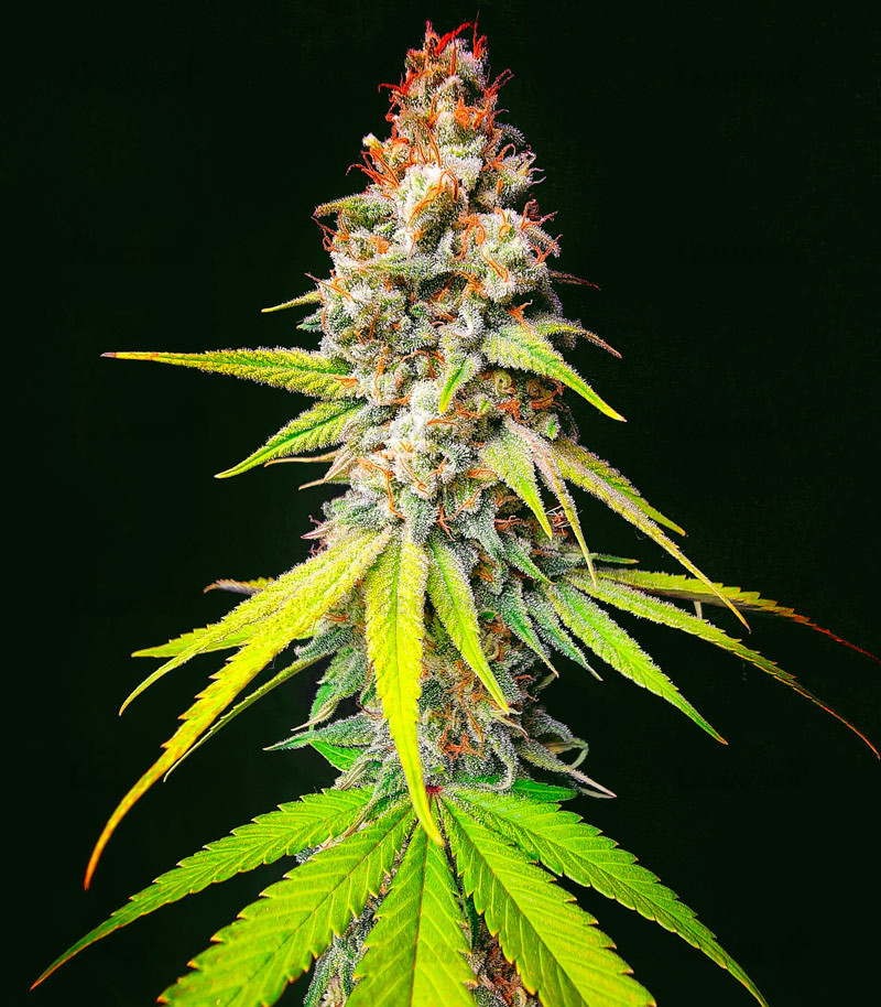 Семена сорта Monster Moby fem (Monster Genetics) — изображение 3