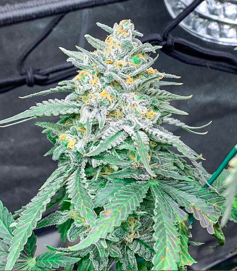 Moscow Blueberry Auto fem (Kalashnikov Seeds) семена конопли — изображение 3