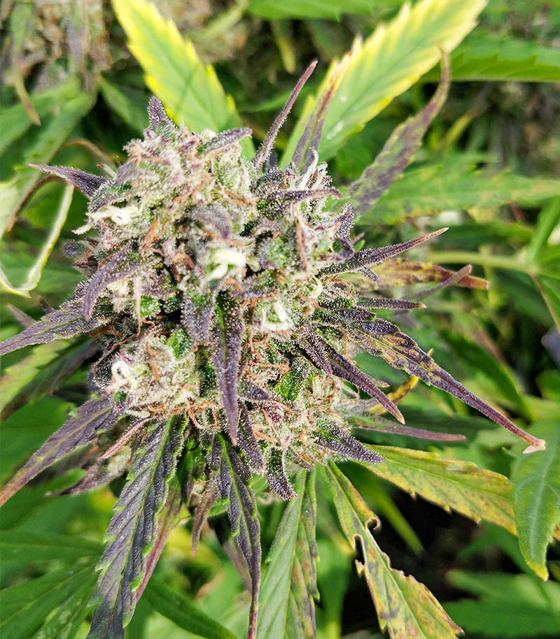 Purple Russian Express fem (Kalashnikov Seeds) семена конопли — изображение 3