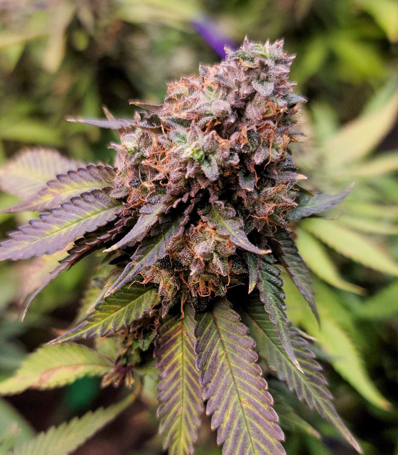 Purple Russian Express fem (Kalashnikov Seeds) семена конопли — изображение 4