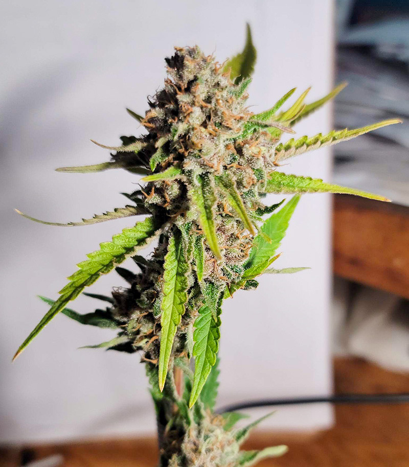 Purple Russian Express fem (Kalashnikov Seeds) семена конопли — изображение 5