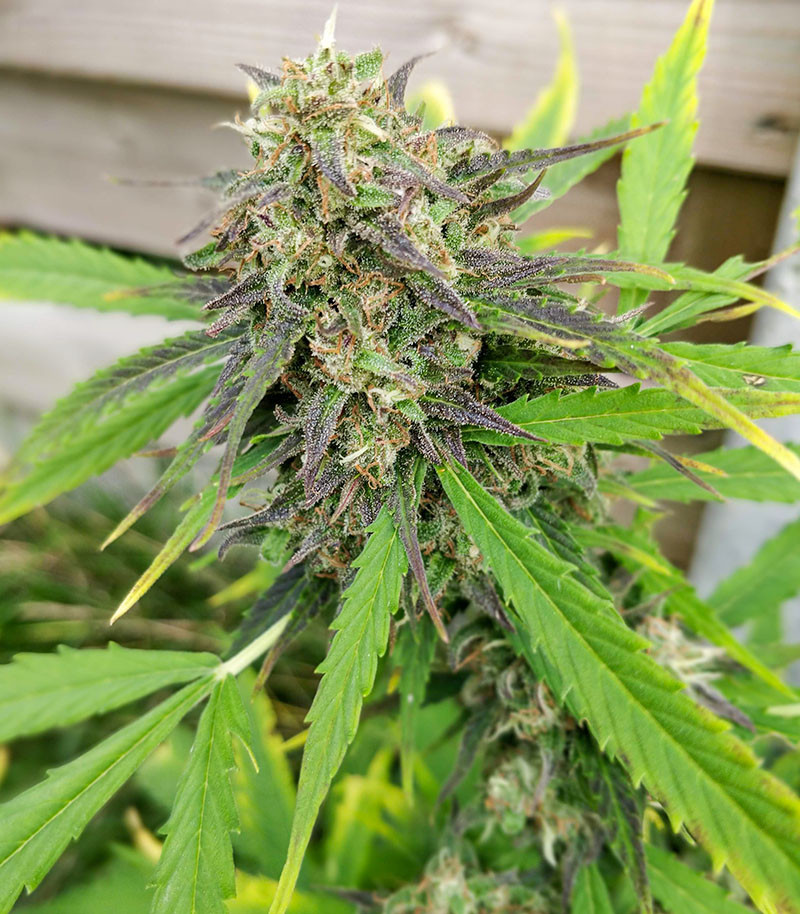 Purple Russian Express fem (Kalashnikov Seeds) семена конопли — изображение 6
