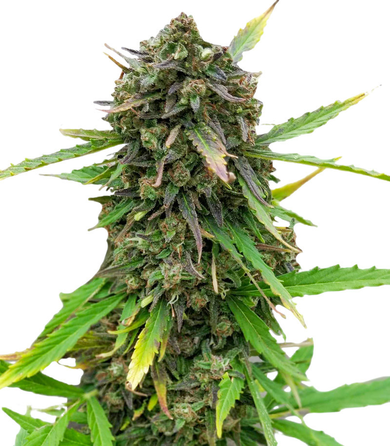 Purple Russian Express fem (Kalashnikov Seeds) семена конопли
