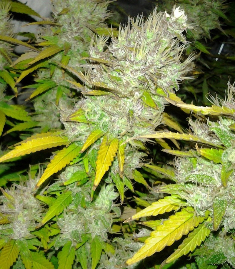 Royal Creamatic auto fem (RQS) семена конопли — изображение 3