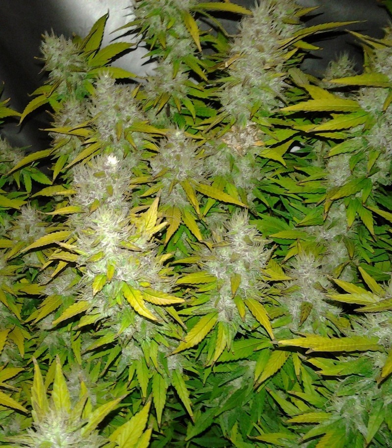 Royal Creamatic auto fem (RQS) семена конопли — изображение 2