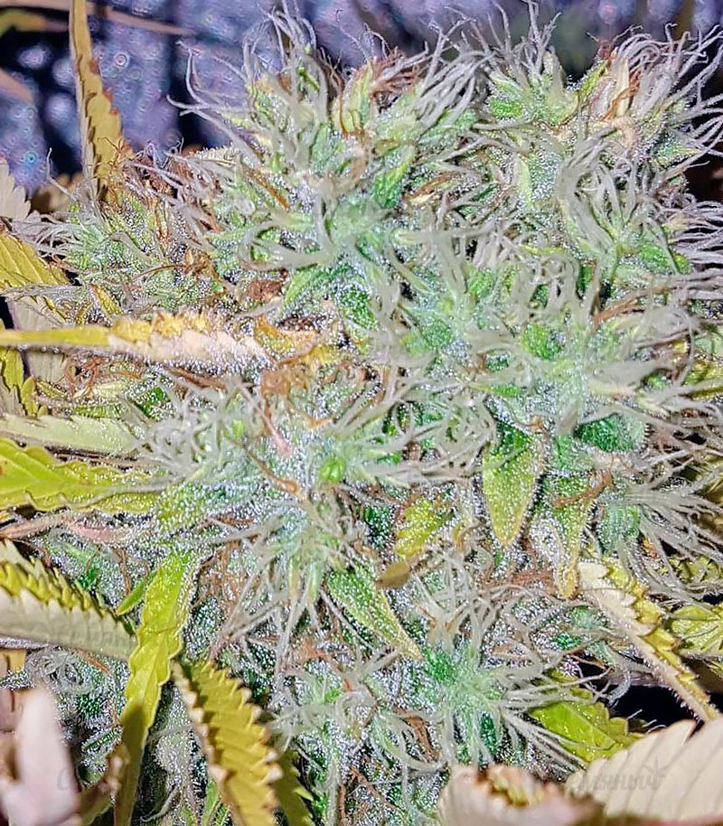 Silver Haze fem (Vision Seeds) семена конопли — изображение 2