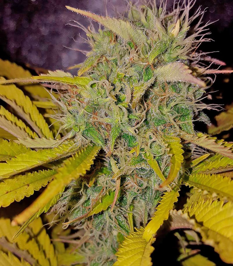Silver Haze fem (Vision Seeds) семена конопли — изображение 4