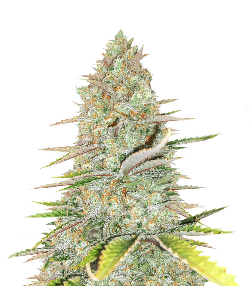 Семена сорта Monster Gelato Auto fem (Monster Genetics)