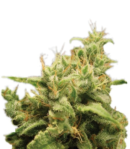 Семена сорта Opium fem (Paradise Seeds)