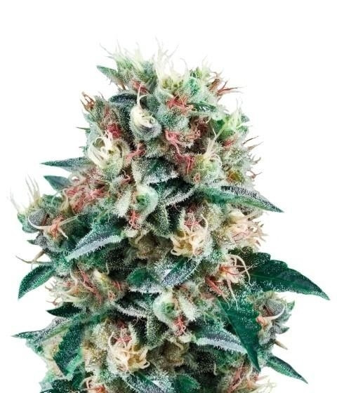 Royal Creamatic auto fem (RQS) семена конопли