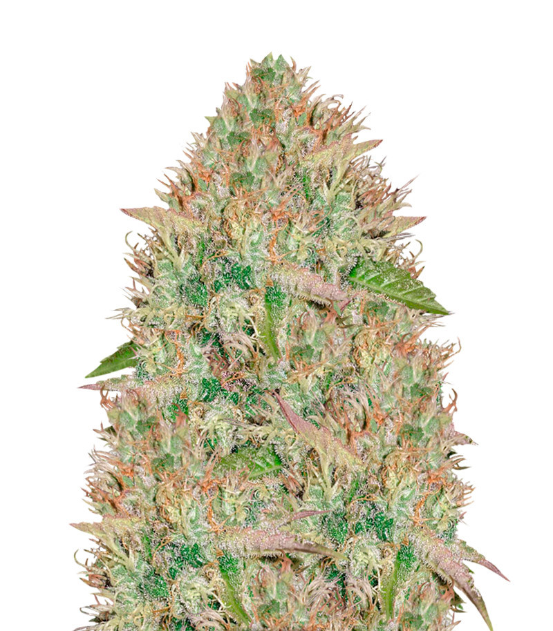 Silver Haze fem (Vision Seeds) семена конопли