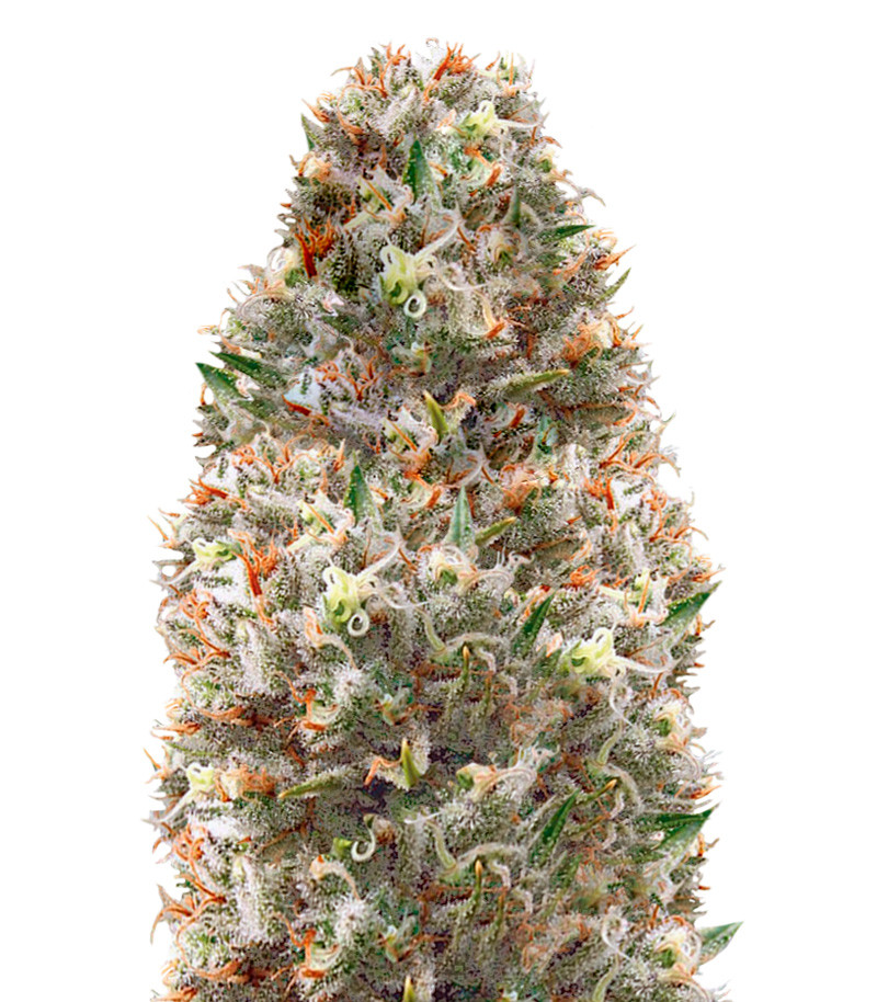 Supreme Lemon fem (Vision Seeds) семена конопли
