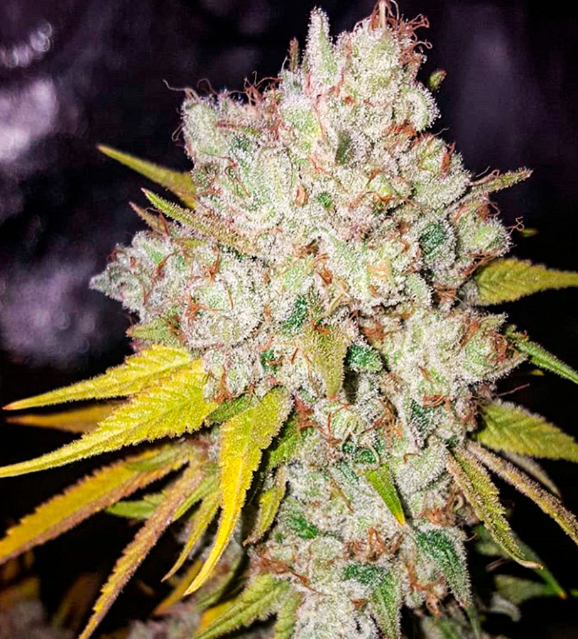 #9 Pound Hammer Fast fem (High Speed Buds) семена конопли — изображение 3